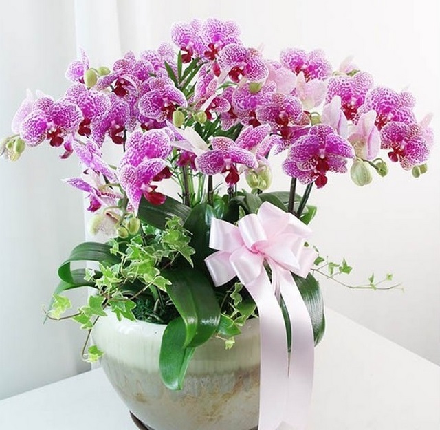 Địa điểm bán lan hồ điệp mãn thiên hồng đảm bảo độ uy tín và chất lượng? Địa điểm bán lan hồ điệp mãn thiên hồng đảm bảo độ uy tín và chất lượng?