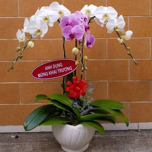Hoa hồ điệp dành tặng sinh nhật Hoa hồ điệp dành tặng sinh nhật