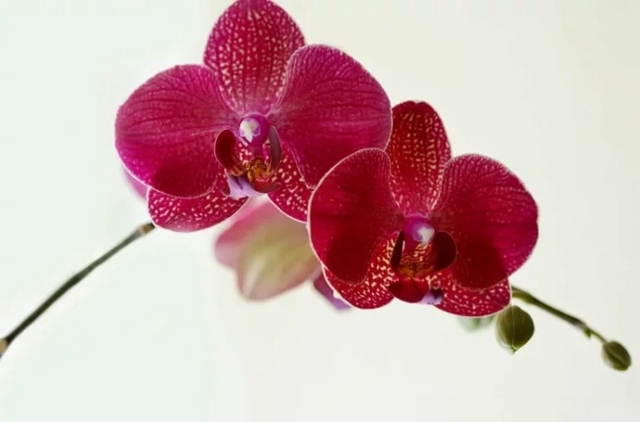Hoa lan hồ điệp có khả năng chịu đựng được khá tốt trong điều kiện khô hạn