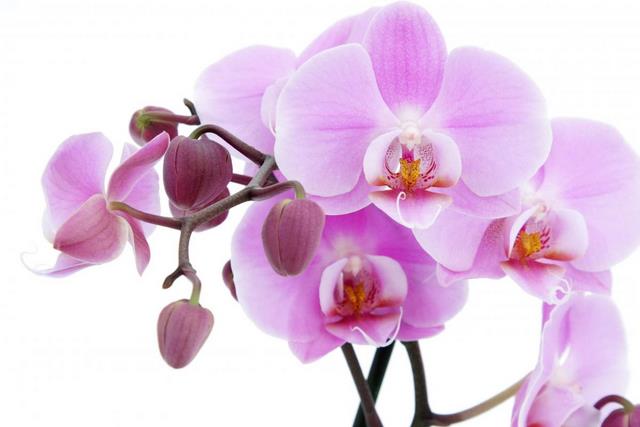 Hoa lan hồ điệp hay hoa lan phalaenopsis là 1 trong nhiều chi nằm trong họ Orchidaceae Hoa lan hồ điệp hay hoa lan phalaenopsis là 1 trong nhiều chi nằm trong họ Orchidaceae