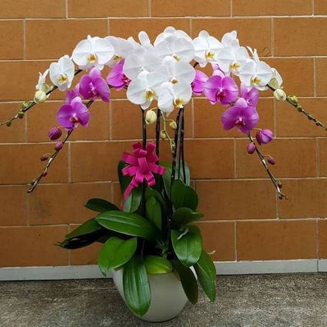 Hoa lan hồ điệp màu trắng mang đến vẻ đẹp tinh khiết, sang trọng và quý phái