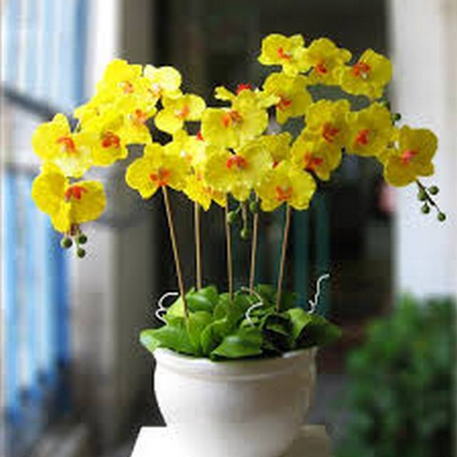 Hoa lan hồ điệp vàng là loài hoa biểu tượng cho sự lạc quan Hoa lan hồ điệp vàng là loài hoa biểu tượng cho sự lạc quan