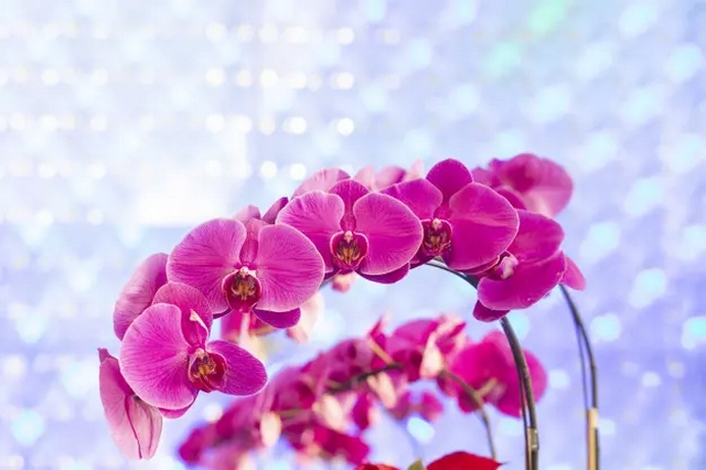 Kiểm tra, quan sát tình trạng sâu bệnh 1 cách thường xuyên để có thể đưa ra được biện pháp