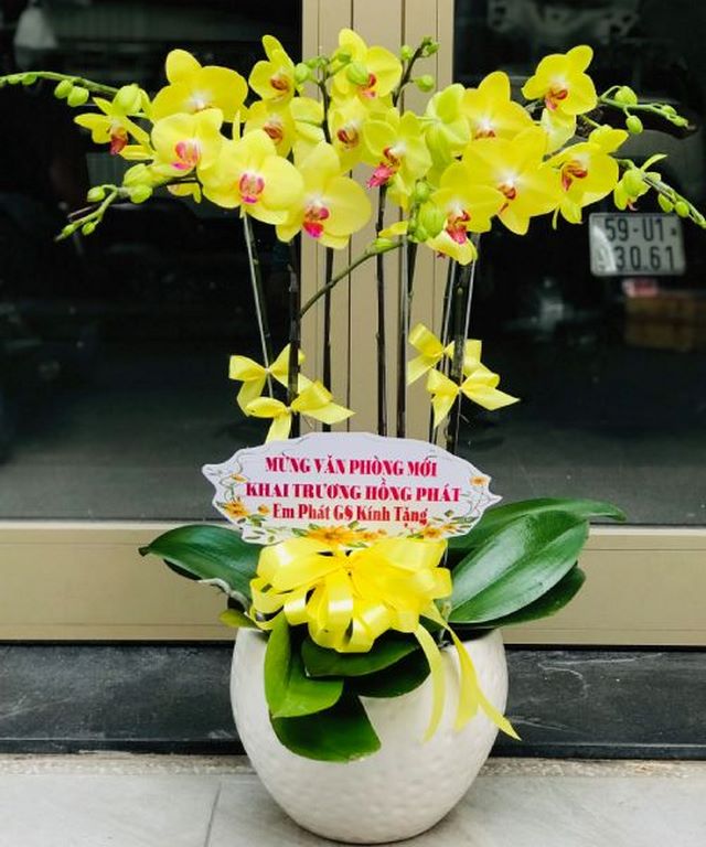 Lan hồ điệp giúp không gian làm việc và ngôi nhà của bạn được vượng khí, thu hút tài lộc Lan hồ điệp giúp không gian làm việc và ngôi nhà của bạn được vượng khí, thu hút tài lộc