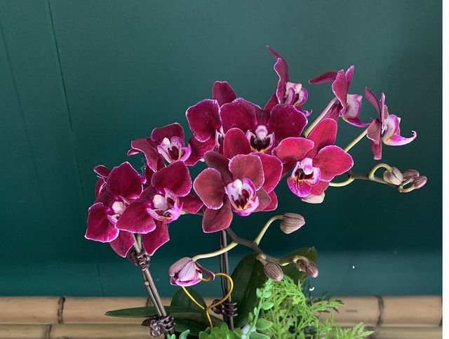 Lan hồ điệp mãn thiên hồng sinh sống nhiều ở những nước thuộc khu vực Đông Nam Á Lan hồ điệp mãn thiên hồng sinh sống nhiều ở những nước thuộc khu vực Đông Nam Á