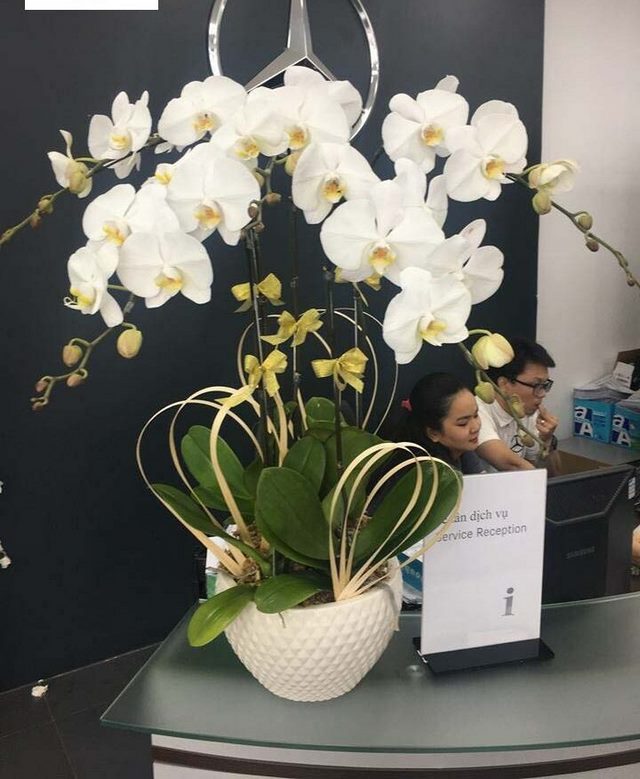 Nên mua chậu lan hồ điệp ở đâu đảm bảo độ uy tín, chất lượng? Nên mua chậu lan hồ điệp ở đâu đảm bảo độ uy tín, chất lượng?