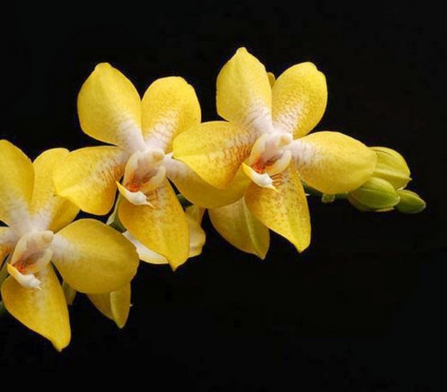 Những bình hoa phong lan trong Phật giáo, thường được coi là biểu tượng cho sự tách rời Những bình hoa phong lan trong Phật giáo, thường được coi là biểu tượng cho sự tách rời