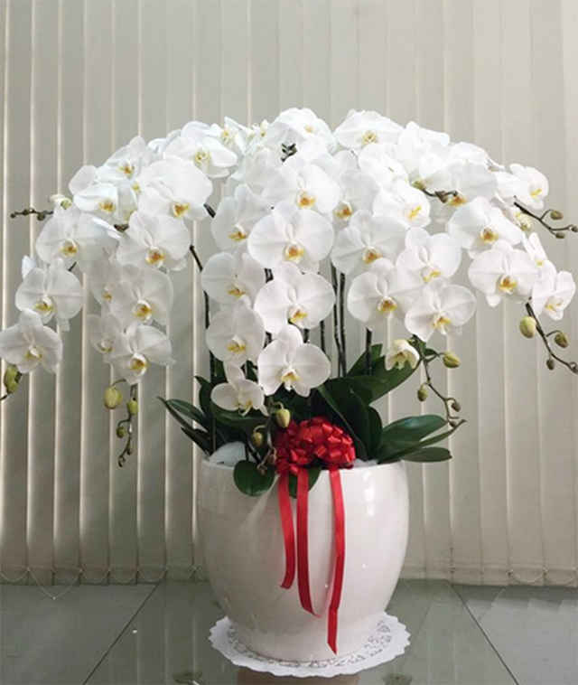 Những chậu lan hồ điệp màu trắng có biểu tượng cho vẻ đẹp sang trọng, kiêu sa Những chậu lan hồ điệp màu trắng có biểu tượng cho vẻ đẹp sang trọng, kiêu sa