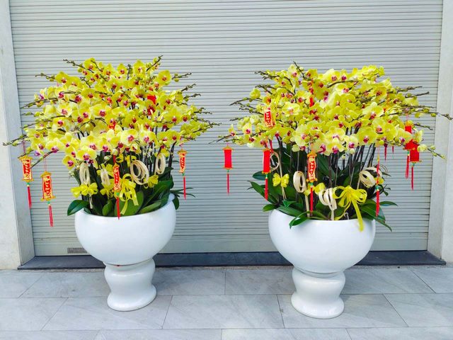 Những chậu lan hồ điệp màu vàng sở hữu trong mình màu sắc tươi tắn và vẻ đẹp quyến rũ Những chậu lan hồ điệp màu vàng sở hữu trong mình màu sắc tươi tắn và vẻ đẹp quyến rũ