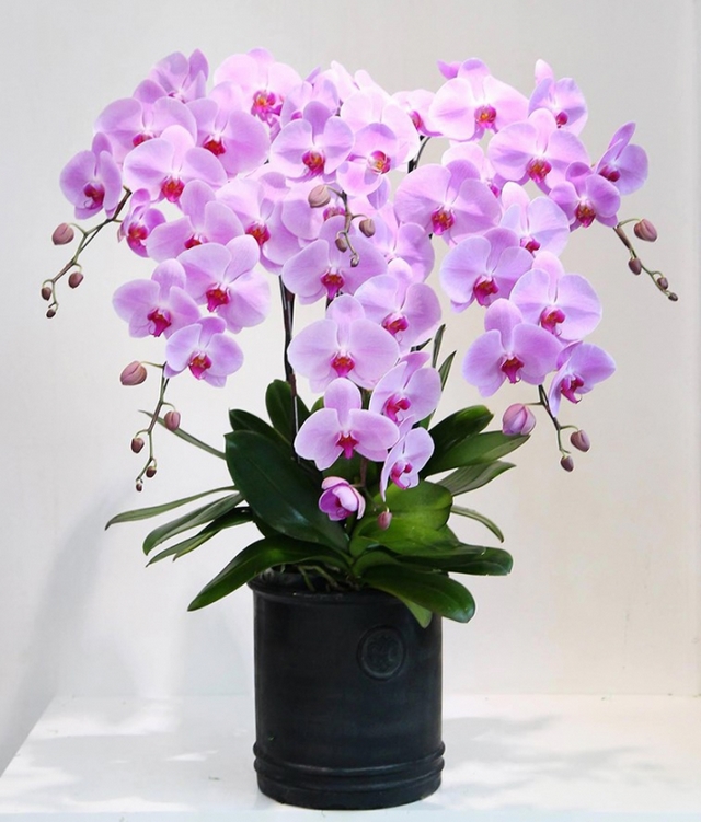 Những mẫu hoa lan hồ điệp đẹp màu tím có ý nghĩa đặc biệt trong tình yêu Những mẫu hoa lan hồ điệp đẹp màu tím có ý nghĩa đặc biệt trong tình yêu