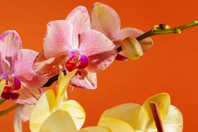 Quá trình chăm sóc thì lượng nước tưới và phân bón cho lan hồ điệp mỗi ngày sẽ khác nhau