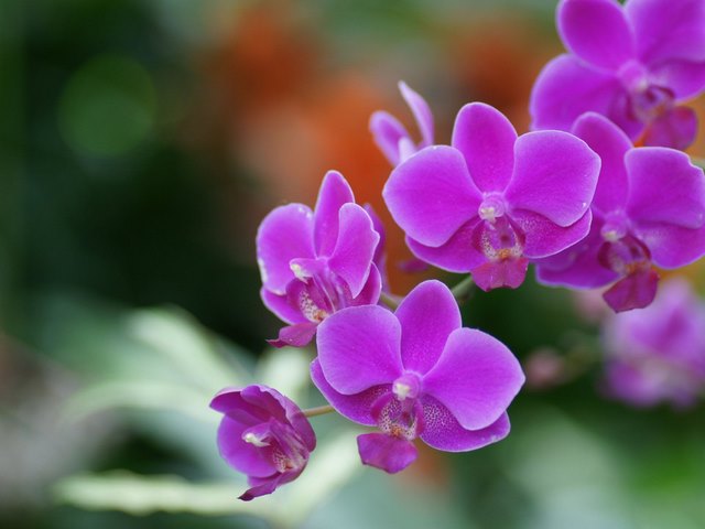 Ý nghĩa của Hoa Lan Hồ Điệp