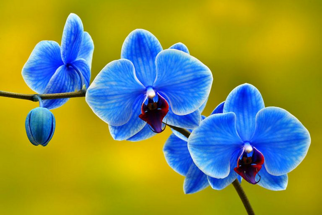 Những ý nghĩa của hoa Lan Hồ Điệp xanh